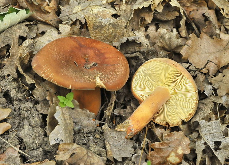 Lactarius volemus